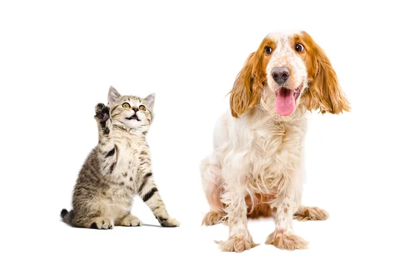 Kitten attacks the dog — Stock Photo, Image