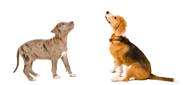 Puppy pit bull y beagle dog — Foto de Stock