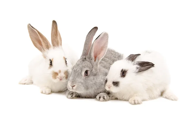 Tři králík — Stock fotografie
