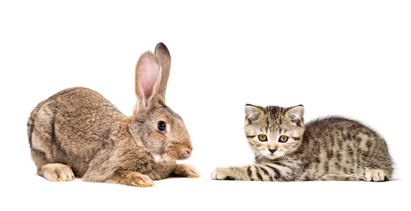 Conejo y gatito — Foto de Stock