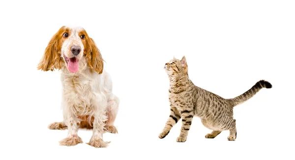 Divertido perro y gato — Foto de Stock