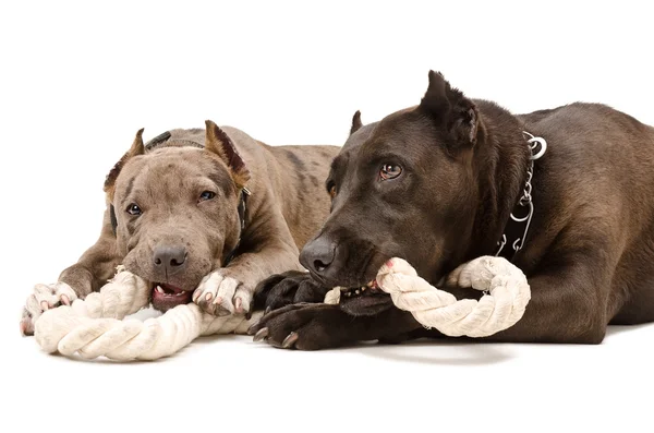 Dois pit bull juntos roer corda — Fotografia de Stock