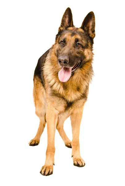 Dog breed German Shepherd — Stock Photo, Image