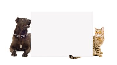 Köpek ve kedi bir afiş arkasında
