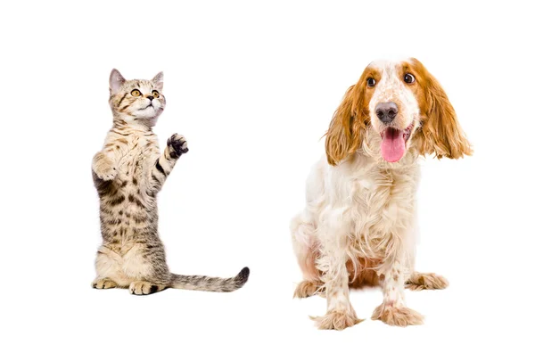 Lekfull kattunge och hund — Stockfoto
