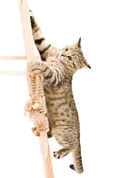 Funny kitten Scottish Straight climbing the wooden stairs — Stock Photo, Image