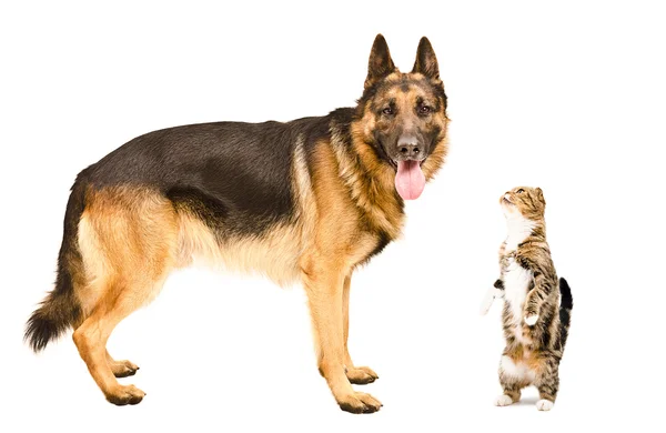 Tysken Fåraherde hund och katt Scottish fold — Stockfoto