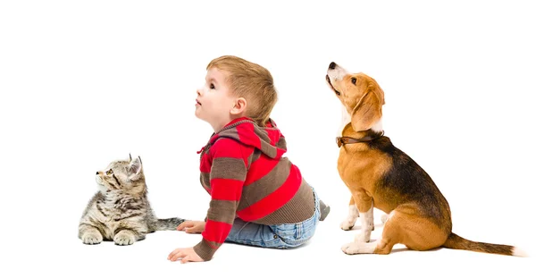 Ładny chłopiec, beagle pies i kot — Zdjęcie stockowe