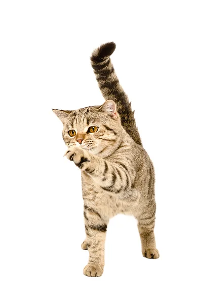 Playful cat Scottish Straight — Stock Photo, Image