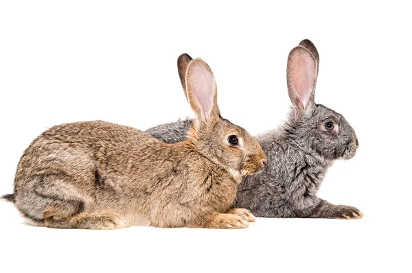 Two rabbits sitting together, side view — Stock Photo, Image