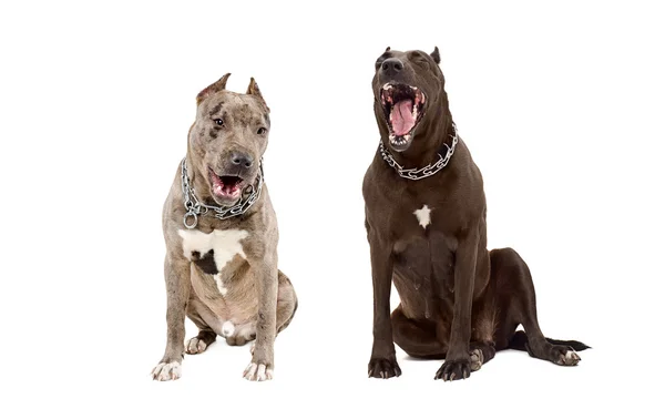 Yawning dogs — Stock Photo, Image