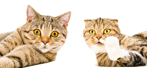 Портрет двух кошек крупным планом — стоковое фото
