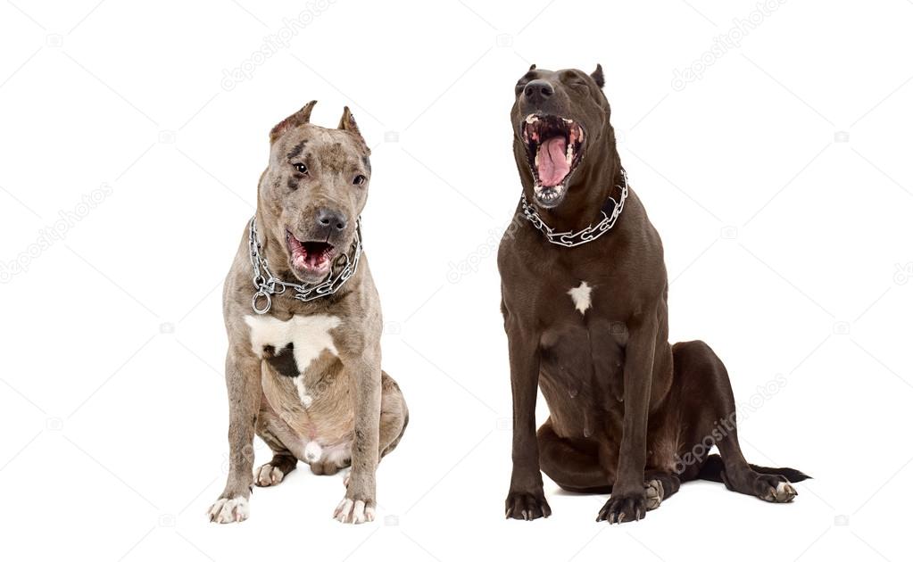 Yawning dogs