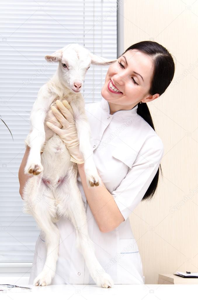 Little goat at the vet