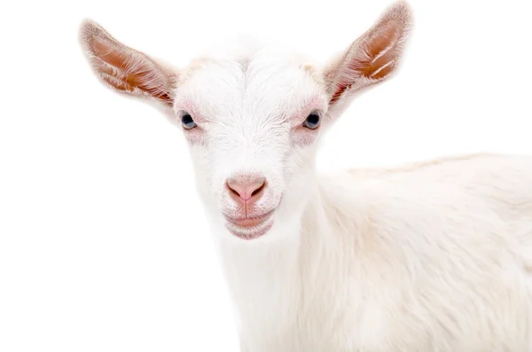 Retrato de una cabra blanca — Foto de Stock