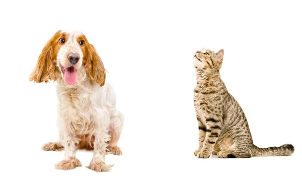 Funny dog and sniffing cat — Stock Photo, Image