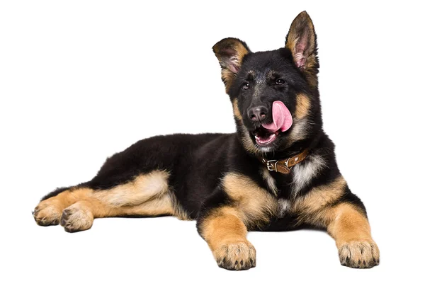 German Shepherd puppy licking — Stock Photo, Image