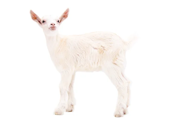 Portrait of a white goat standing — Stock Photo, Image