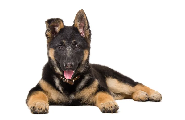 Portret van een Duitse herder puppy — Stockfoto