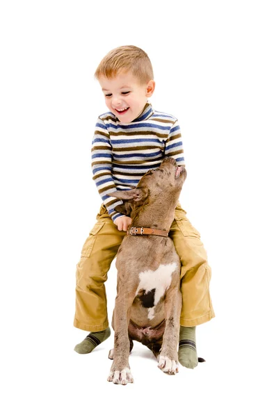 Chico jugando con un perrito pit bull — Foto de Stock