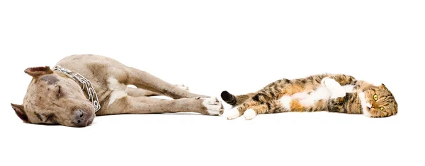 Собака и кошка спят вместе — стоковое фото