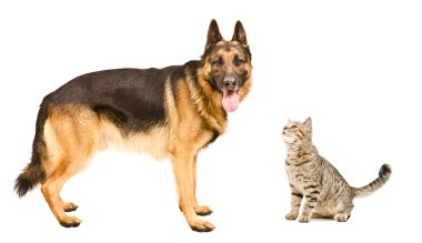 Alman çoban köpeği ve kedi İskoç düz