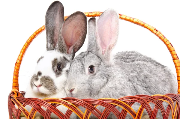 2 匹のウサギがバスケットに一緒に座って — ストック写真