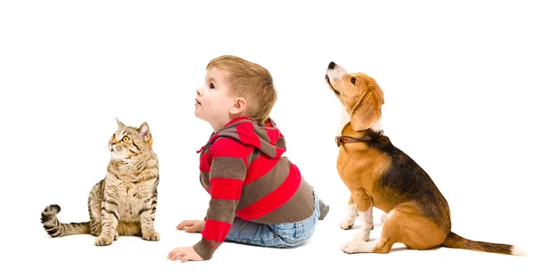 Roztomilý kluk, Bígl pes a kočka skotský rovný — Stock fotografie