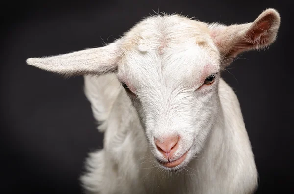 Portrait d'une jeune chèvre blanche — Photo