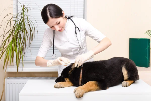 Veterinário gotejando cachorro orelha pastor alemão — Fotografia de Stock