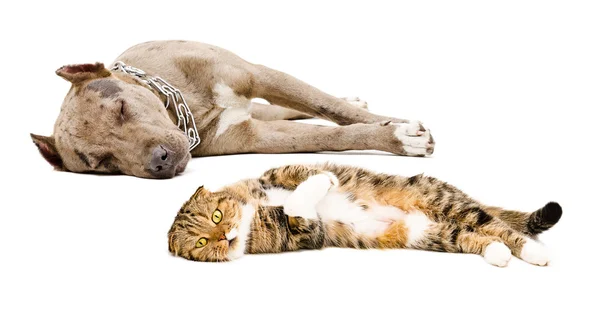 Chat et chien couchés ensemble — Photo