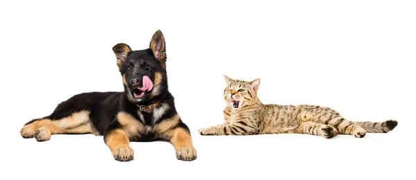 Köpek ve kedi yalıyor birlikte