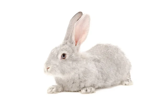 Portrait d'un lapin gris — Photo