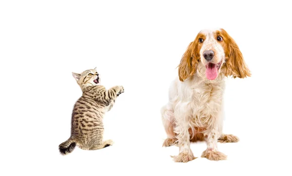 Frisky kitten Scottish Straight och rolig hund rasen ryska Spaniel — Stockfoto