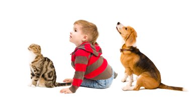Sevimli çocuk, kedi İskoç fold ve beagle köpek