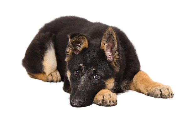 Cãozinho triste pastor alemão — Fotografia de Stock