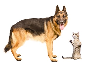 Alman çoban köpeği ve frisky kedi İskoç düz