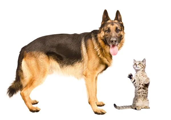 Tysken Fåraherde hund- och yster Scottish Straight — Stockfoto