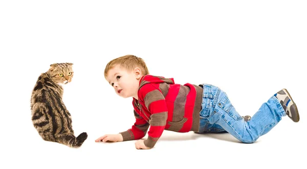 Schattige jongen kijken naar Schotse vouwen kat — Stockfoto