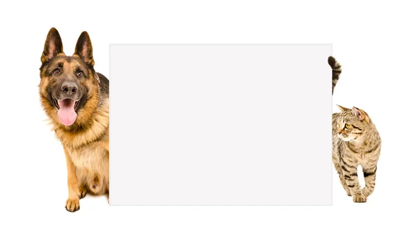 Köpek ve kedi göz kulak arkasından bir poster