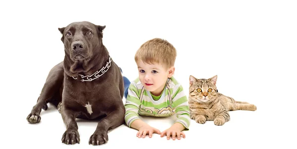 Chien, garçon et chat couchés ensemble — Photo