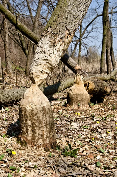 Árbol en el bosque roído por castores — Foto de Stock