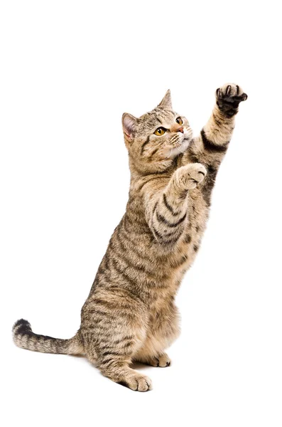 Retrato de um brincalhão brincalhão gato escocês em linha reta — Fotografia de Stock