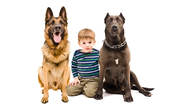 Mignon garçon et deux gros chien assis ensemble — Photo