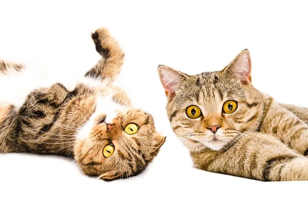 Retrato de dois gatos Scottish Fold e Scottish Straight — Fotografia de Stock