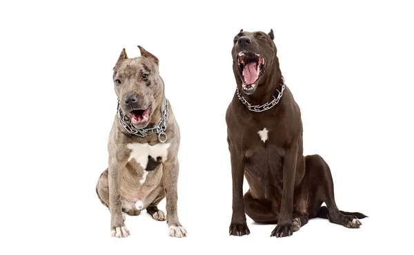 İki esneme köpek — Stok fotoğraf