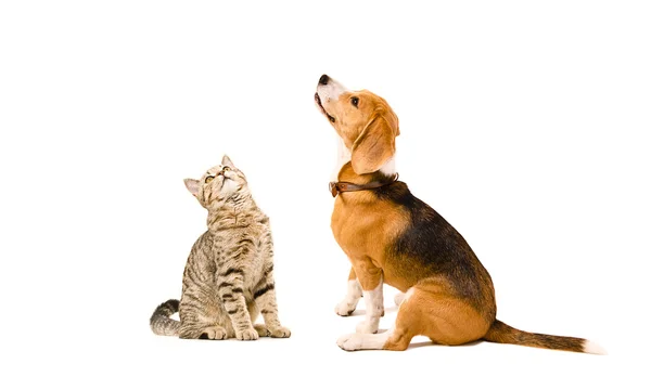 Rolig katt Scottish Straight och en beagle hund — Stockfoto