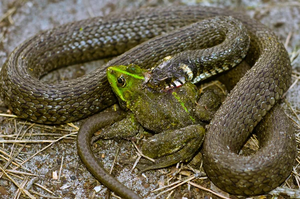 뱀 먹는 개구리 — 스톡 사진