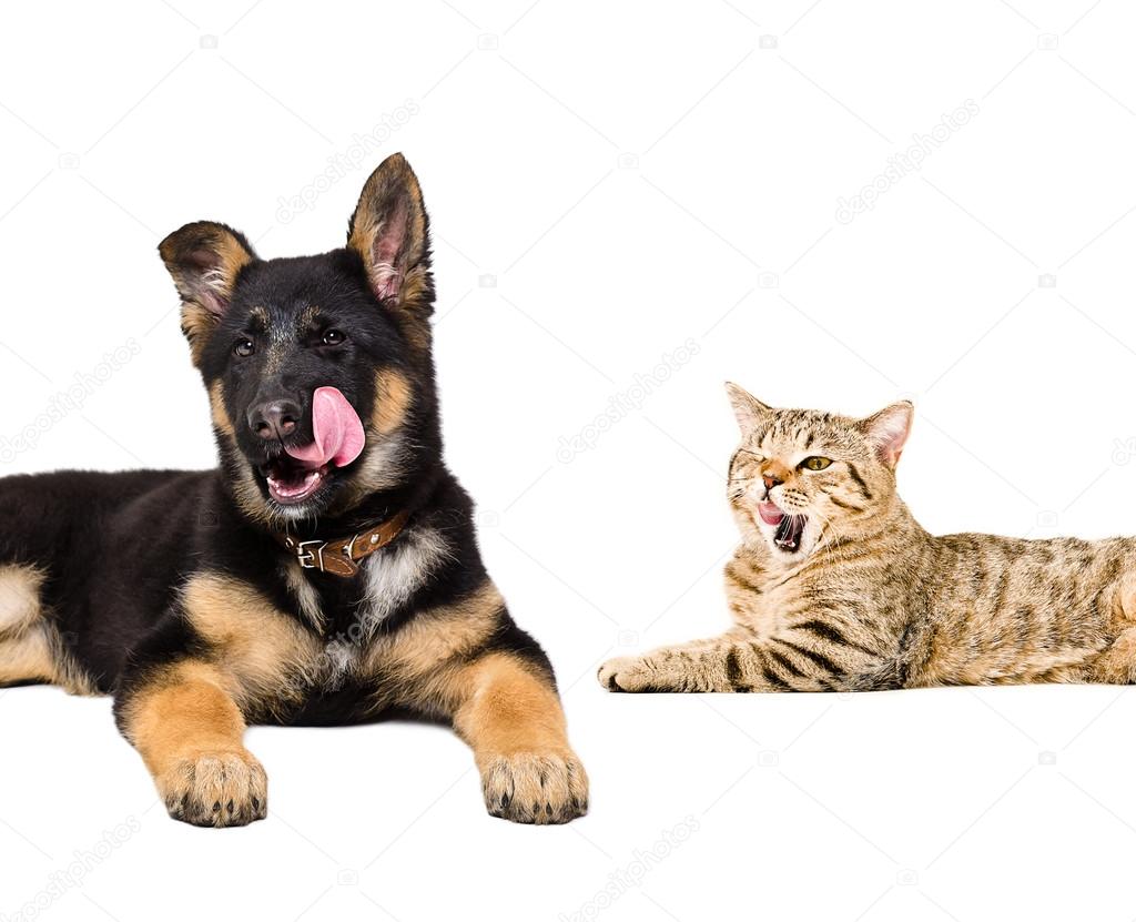 Portrait of a German Shepherd puppy and cat Scottish Straight licking together