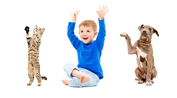 Fröhlicher Junge, Katze und Welpe — Stockfoto